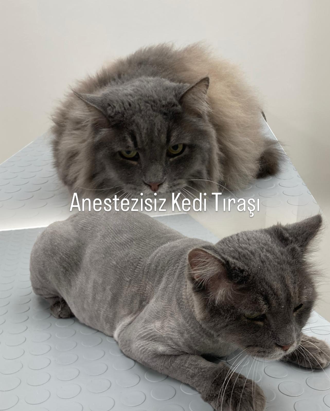 Kedi tıraşı öncesi ve sonrası