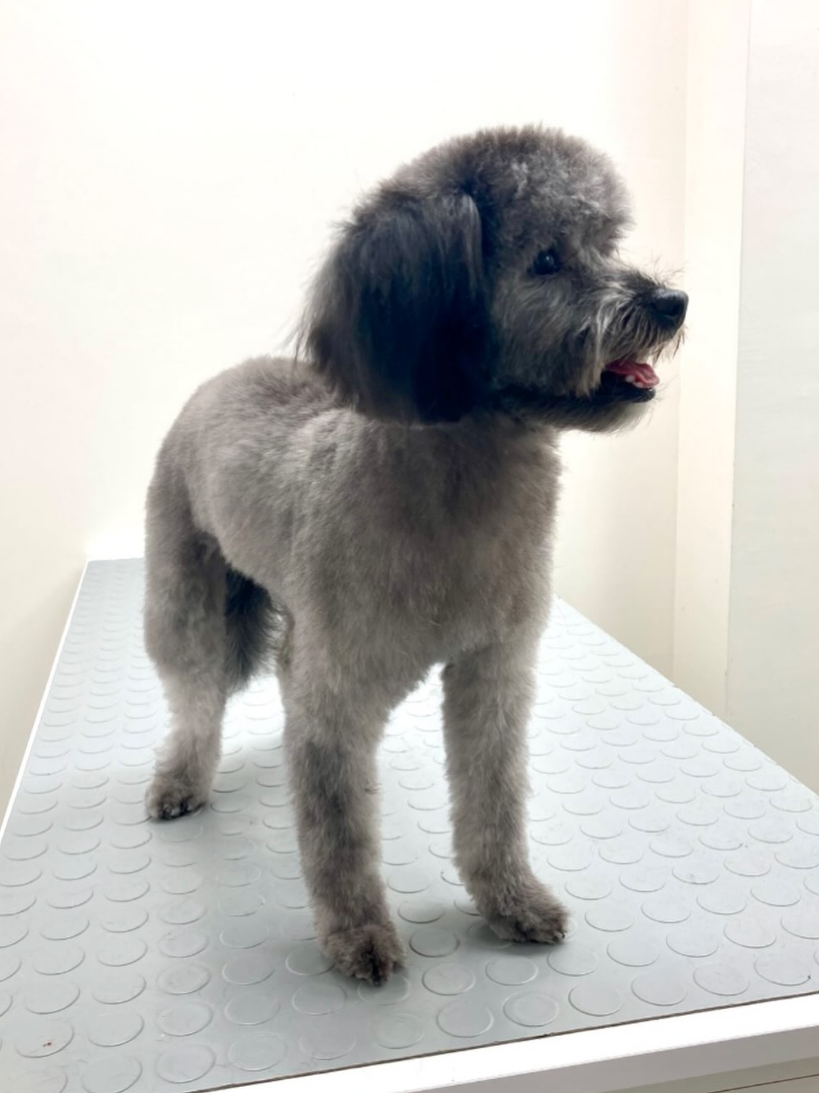 Bakım masasında gri kıvırcık tüylü köpek