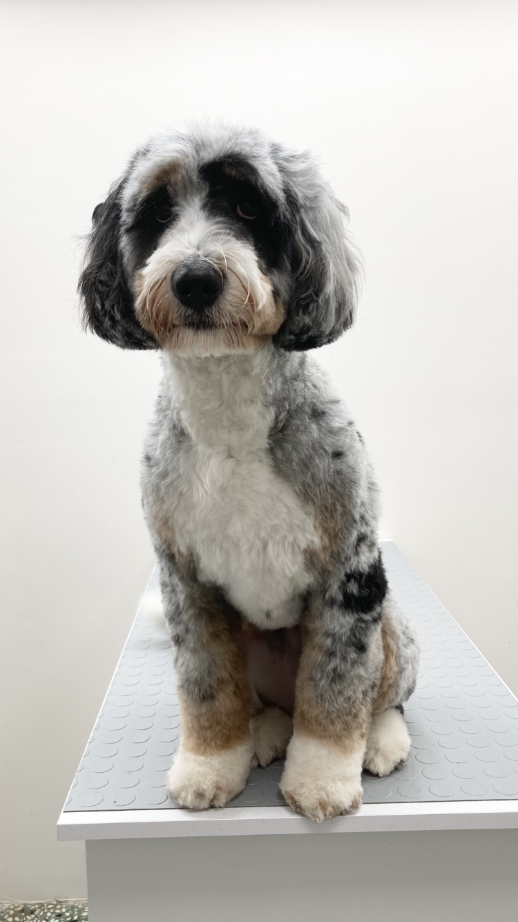 The Grooming Studio’nun bakım masasında çok renkli kıvırcık tüylü köpek