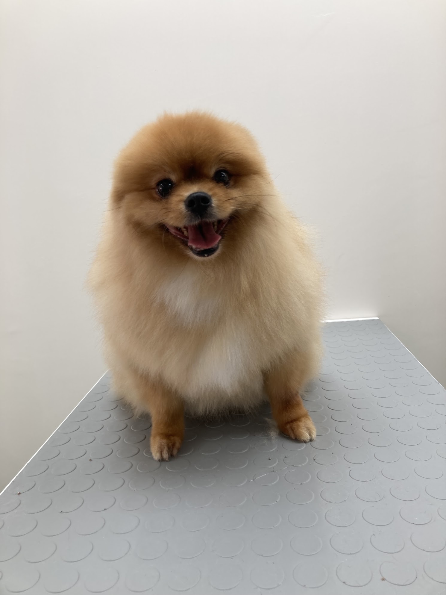 Bakım sonrası altın renkli köpek
