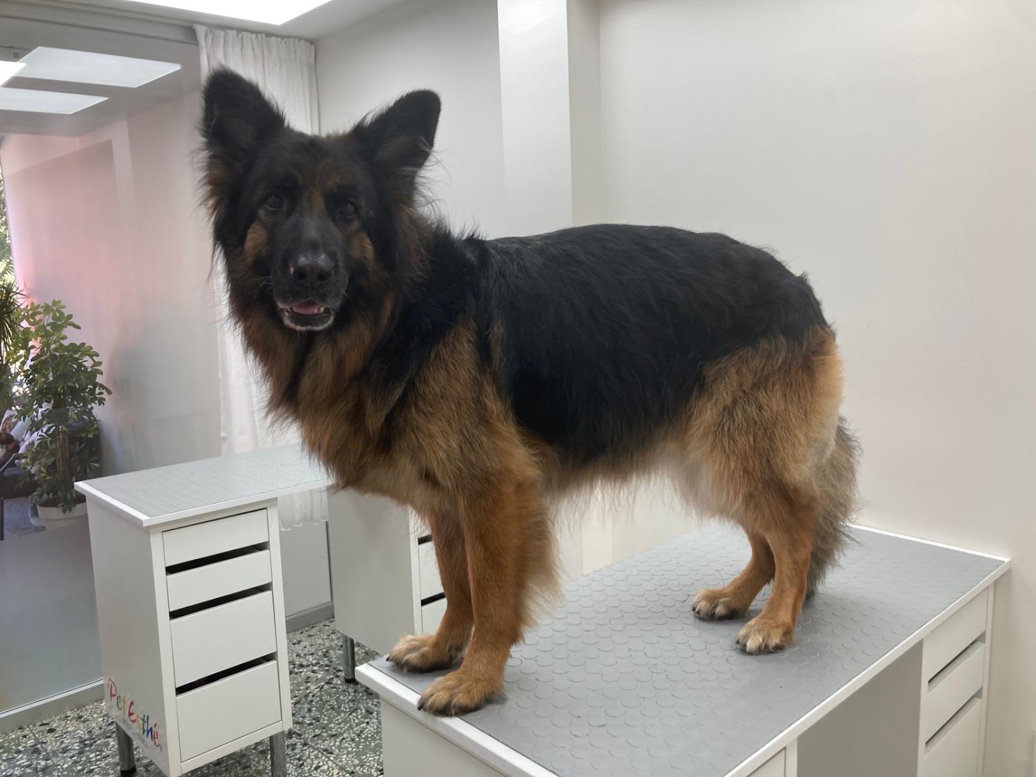 Bakım masasında Alman çoban köpeği