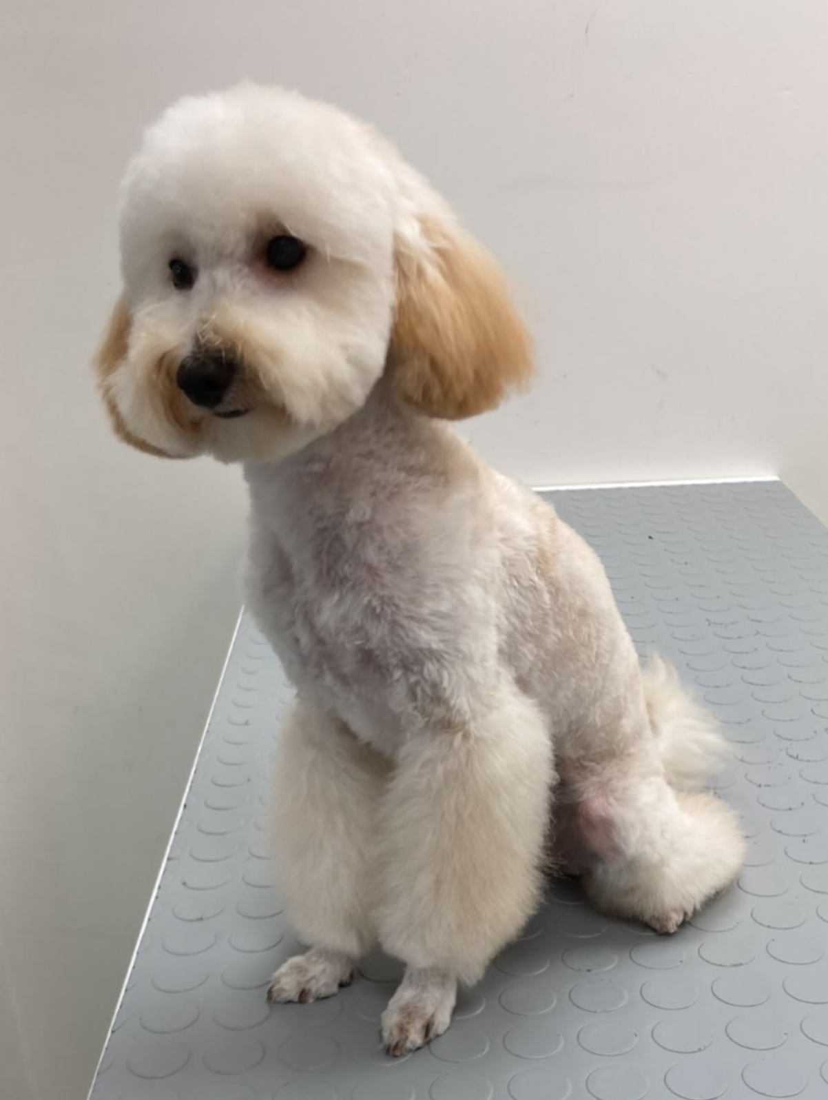 Bakım masasında beyaz kıvırcık tüylü köpek