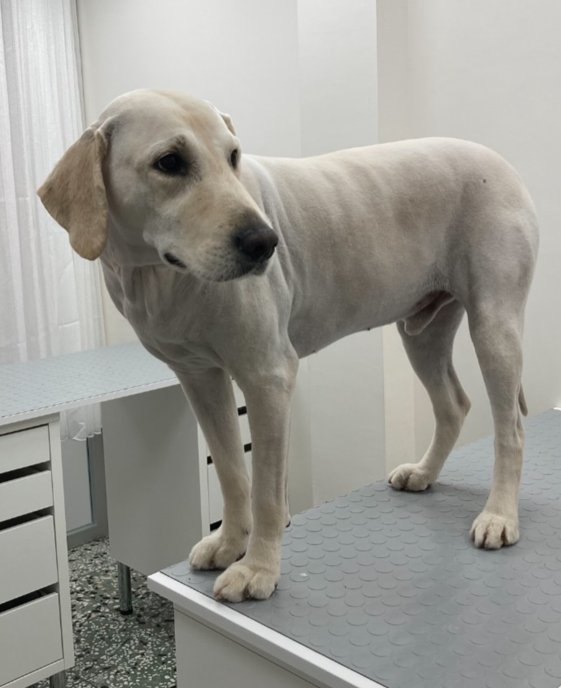 Bakım masasında sarı tüylü köpek