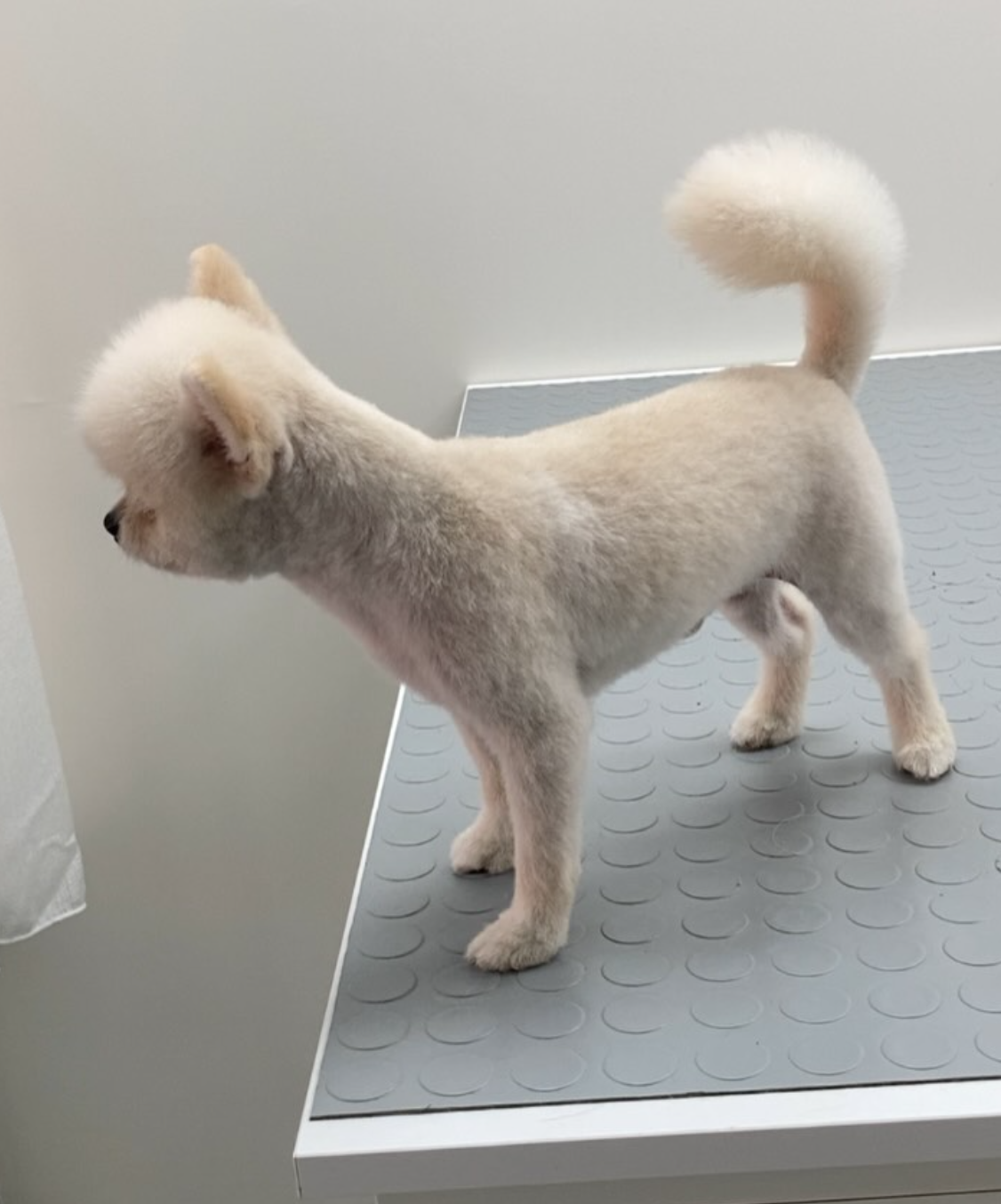 Bakım sonrası krem tüylü küçük köpek