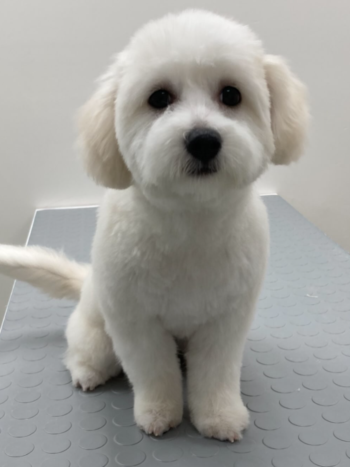 Bakım sonrası beyaz küçük köpek