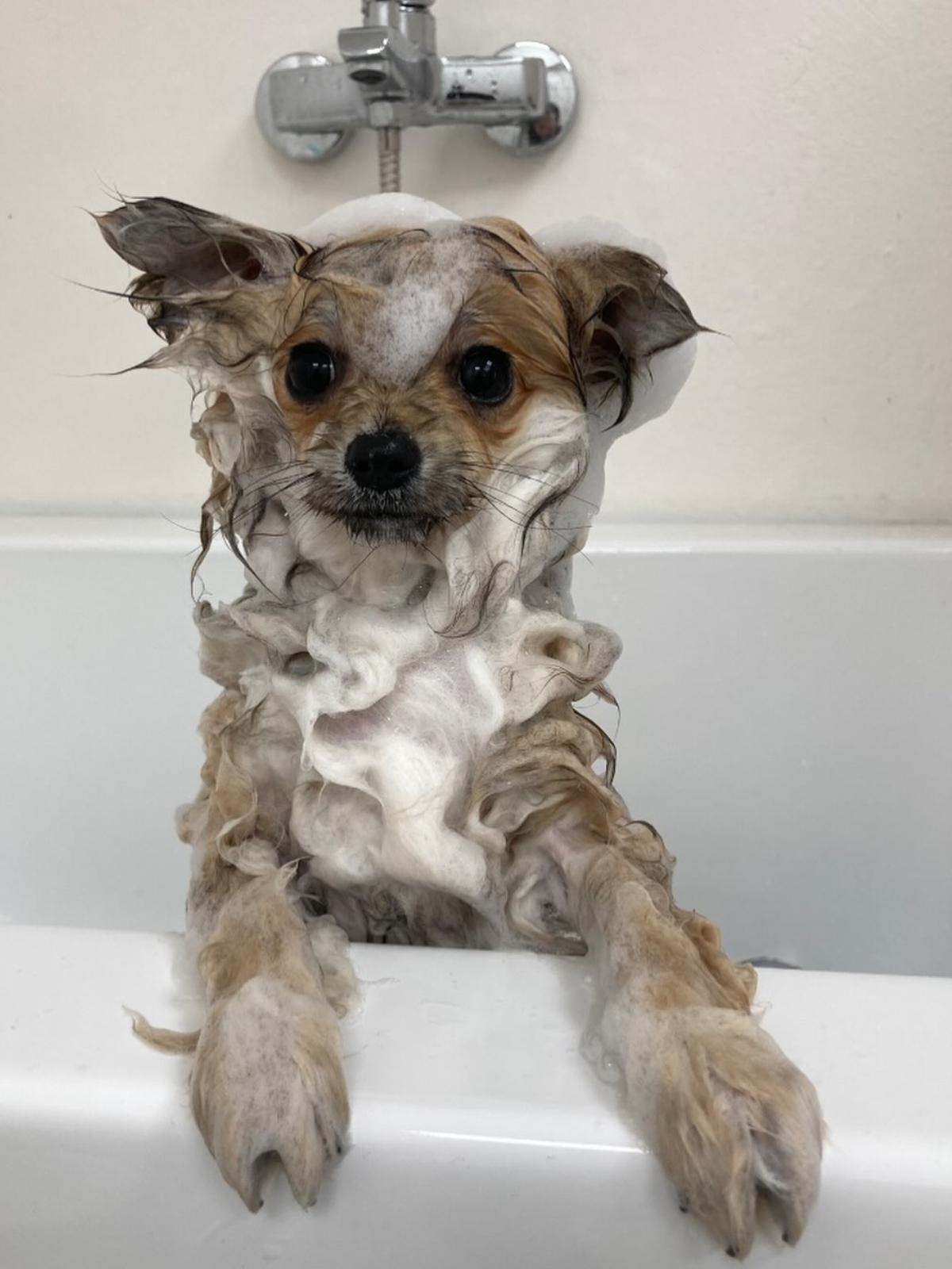 Banyo sırasında köpüklü küçük köpek