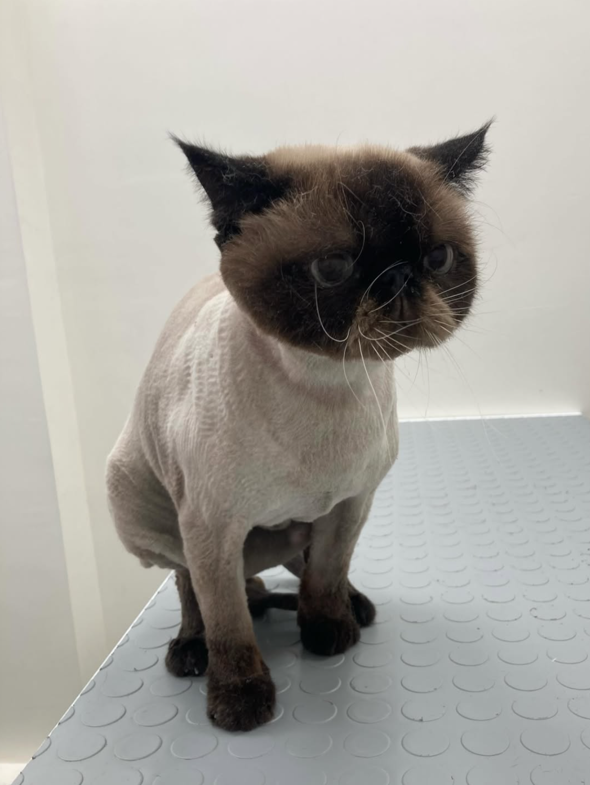 Anestezisiz tıraş sonrası bakım masasında kedi